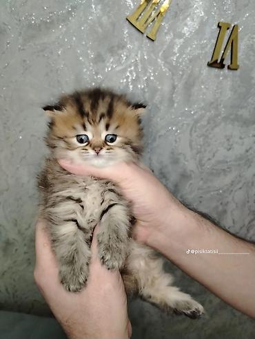 Pişiklər: Şotland — 1