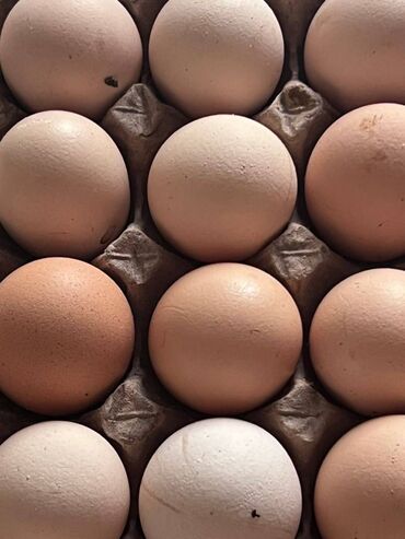 колонки яйца: Домашние яйца оптом Перепела и наши деревенские курочки несутся почти