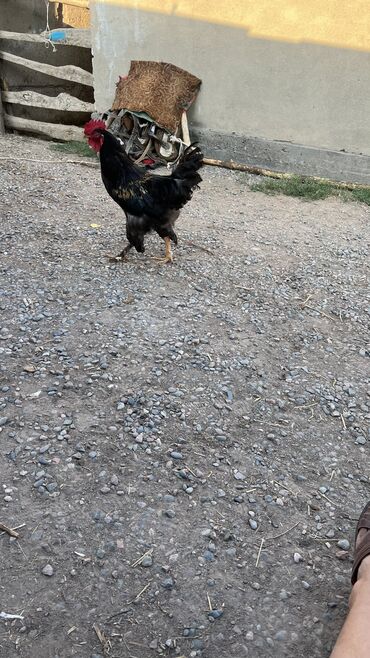 объявления о найденных животных: Петух 🐓 1500сом куры 🐔 по 800сом петух 2шт куры 13 шт