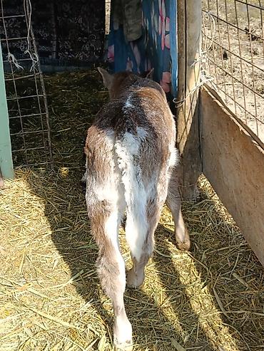 Коровы, быки: Продаю | Музоо, торпок | Бельгийская — 10