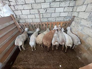 ucuz heyvanlar: Allah kesdırdıyınız qurbanları qebul etsın . Qız qapısı ucun ag — 7