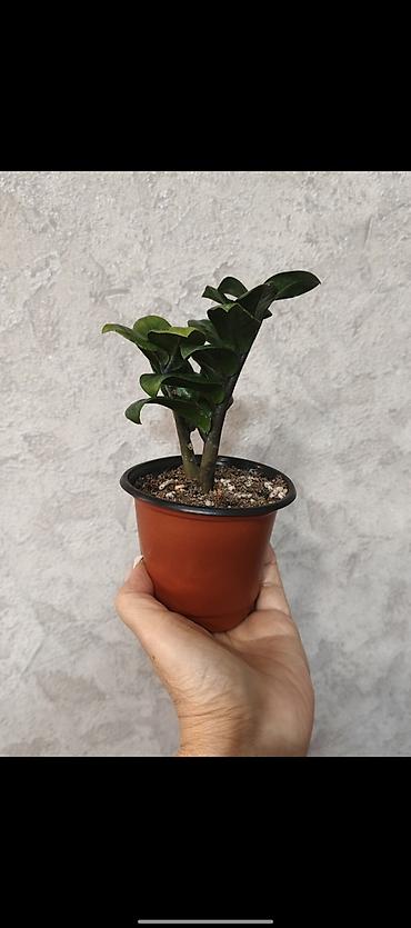 долларовый цветок: Замиокулькас (ZZ plant) в горшках,сорт Зэнзи и сорт Raven (черный) — 2