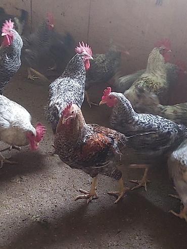 Kənd təsərrüfatı quşları: Növbənöv yerli ətlər və yumurta istehsalı üçün damazlıq toyuq və — 4