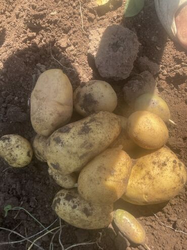 слив дождевой воды с крыши купить: Картошка Джелли, Оптом