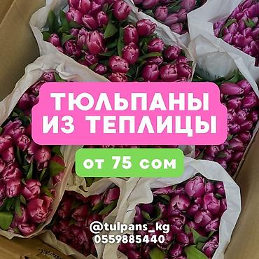 Цветы и букеты: СВЕЖИЕ тюльпаны к 8 Марта 🌷 Голландские луковицы 🇳🇱 | 40–50 см Опт и — 1