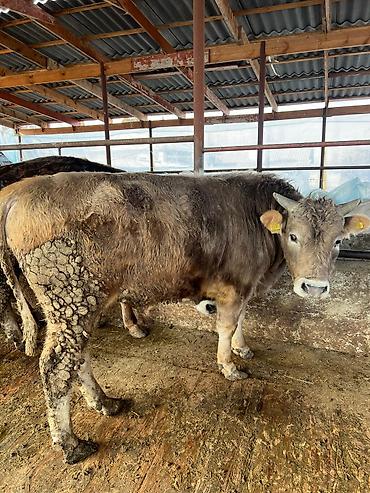 Коровы, быки: Продаю | Бык (самец) | Полукровка, Голштин, Швицкая | На забой | Привязанные — 12