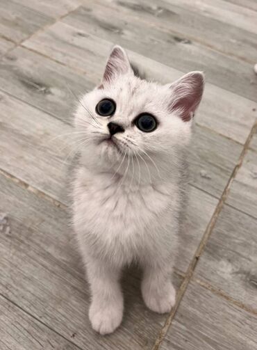 Mačke: Prelepi skotski macici su spremni za rezervaciju. U ponudi: 2 srebrna — 4