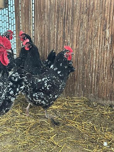 Куры, петухи: Продаю | Цыплята | Для разведения — 11