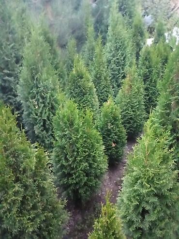 ысык куле: Европадан алынып келип, өзүбүздүн шартта өстүрүлгөн декоративдүү — 2