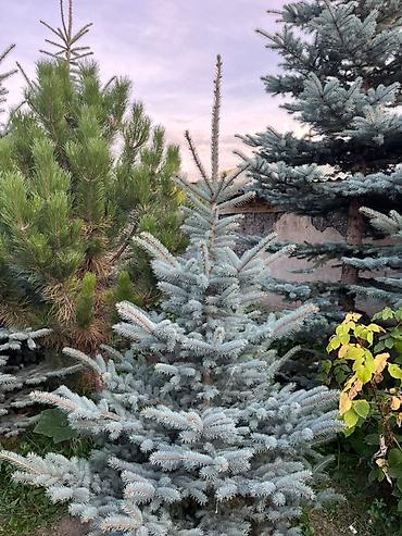 искусственное дерево: Продаётся елки в городе Каракол — 1