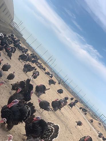 cucə badamdar: American bronze və Kanada sortu Diri cekisi kilosu Xoruz-14 Fere 16 — 2