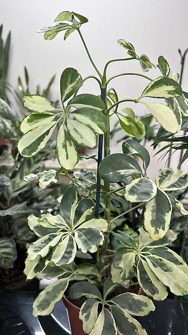 вариегатный: Шеффлера вариегатная (Schefflera arboricola ‘Variegata’) в горшке - — 2