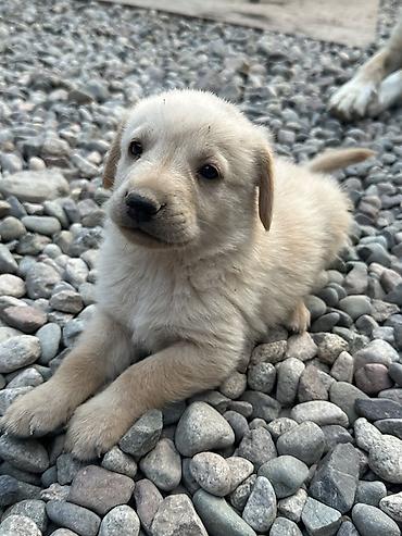 Продажа собак: 1 месяц, Самец — 8