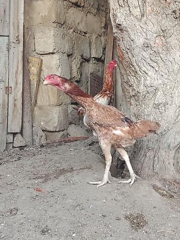 quban toyuqlari: Toyuq cücələri, Damazlıq — 2