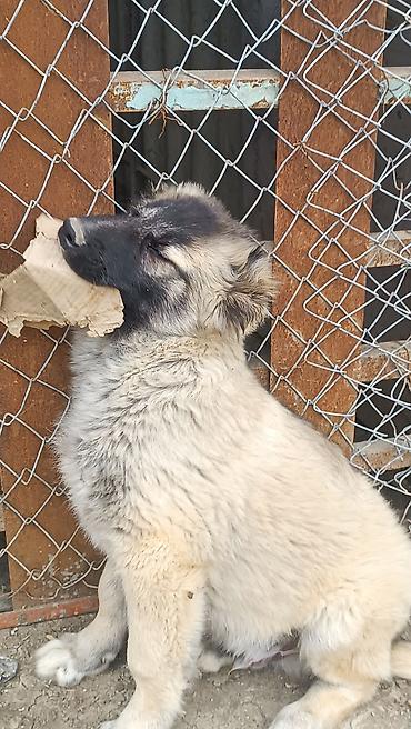 İtlər: Kanqal -da lalafo.az — 9 İtlər: Kanqal — 9