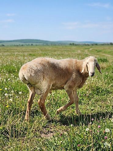 Баран, овца: Продаю | Баран (самец) | Арашан — 6