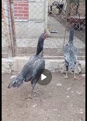 toyuq satilir: Toyuq, Damazlıq, Ünvandan götürmə, Ödənişli çatdırılma, Rayonlara çatdırılma — 1