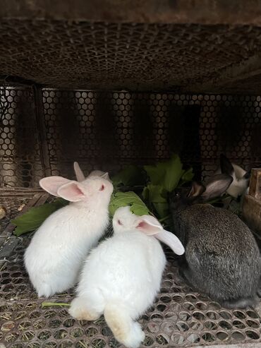 Другое: Продаются кролики, новозеландские белые, возраст месяц, звонить по