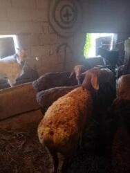 куда отдать собаку бишкек: Продам баранов 5 и 2 коз откормленные на мясо мощные от 16.000 до