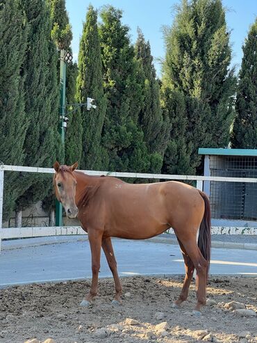 yorğa at: Dişi, Qarabag, il: 4, Ünvandan götürmə