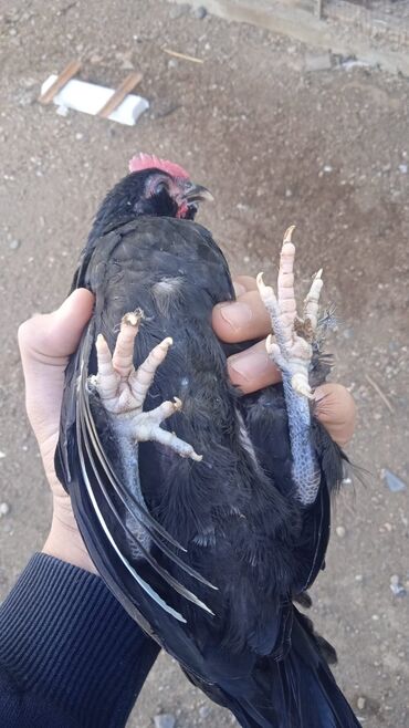 породистые котята в добрые руки: Toyuq cücələri, Damazlıq, Ödənişli çatdırılma