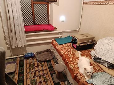 няня для кошек: Домашняя передержка . Только Кошечек!!!! собачек не берём - — 2