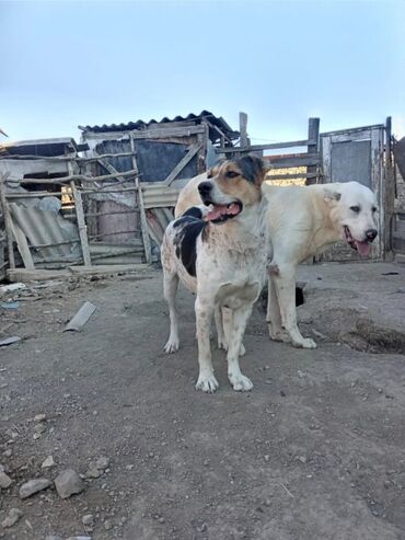 setteri it cinsinin digər adı: 1 il, Erkek, Ödənişli çatdırılma