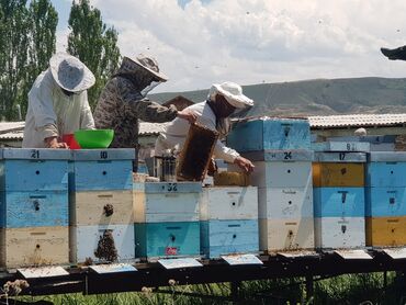 сколько стоит 1 кг меди в кыргызстане: Продается чистый Иссык кульский мёд! из собственной пасики. Начали