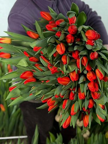 Теплицы: 🌷 Тюльпаны на продажу! Свежие, качественные, выращиваем сами. С — 4