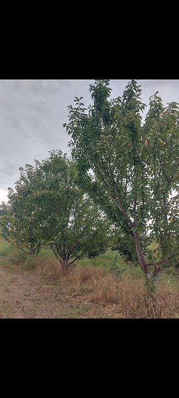 Torpaq sahələrinin satışı: 1 sot, Kənd təsərrüfatı -da lalafo.az — 12 Torpaq sahələrinin satışı: 1 sot, Kənd təsərrüfatı — 12