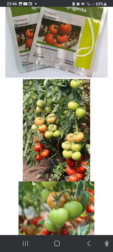 Toxumlar: Məhsul: Toxumlar – Rijk Zwaan və Enza Zaden hibridləri • Rijk Zwaan – — 5