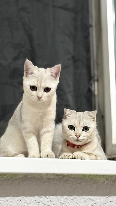 Продажа кошек: Скотиш Фолд (Шотландская вислоухая), 1 год, Девочка, Серый, Приучена к лотку, Проглистована, С документами — 2