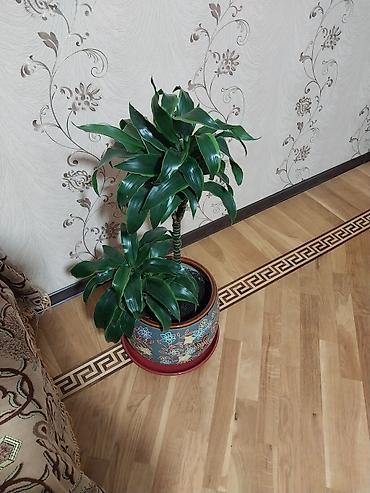 guller ve adlari: Çox gözəl çox xeyirli və dünyada böyük bioloji dəyərli Dracena — 3