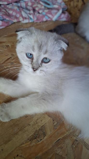 Скотиш Фолд (Шотландская вислоухая), 3 месяца, Девочка