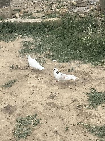 kakadu quşu: 3 denesj 12m — 1