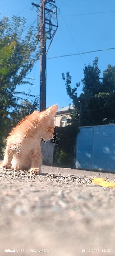 Котята — рыжий и трехцветный - Порода: беспородные домашние котята. -
