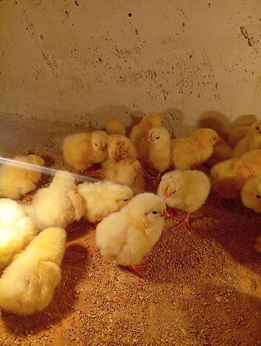 корм сухой: Продаю | Цыплята | На забой — 2
