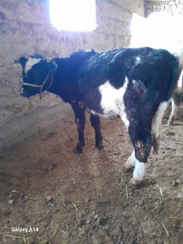 Коровы, быки: Продаю | Музоо, торпок | На откорм — 5