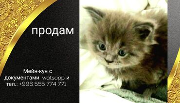 тигровый кот: Профессиональный питомник anaska выставляет на продажу чистокровных