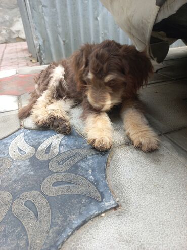 İtlər: 2 ay, Erkek, Peyvəndli, Ünvandan götürmə — 7