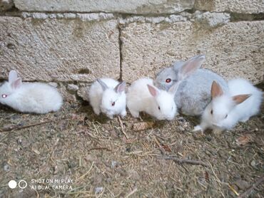 Dovşanlar: Kərlik ucuz qiymətə dovşanlar satılır krolik karliklar tüklü şir baş — 11