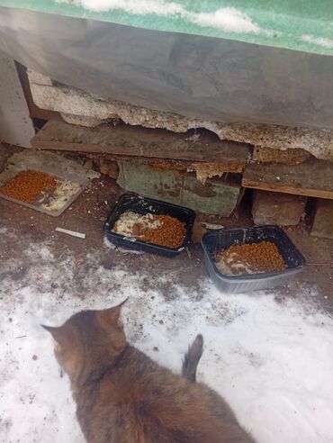 Отдам даром кошку: 4 месяца, Девочка — 7