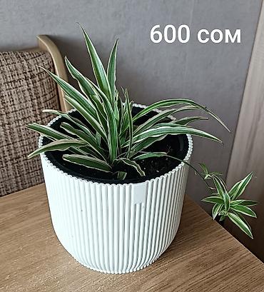 Хлорофитумы: Хлорофитум (Chlorophytum comosum) в горшках. - Разновидность — 1