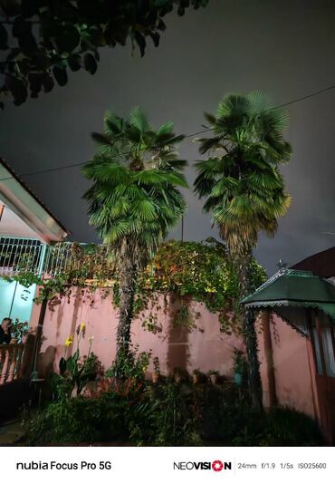 Бочки: Satılır palma ağacı 🌴 Növü: Fan palm (Washingtonia Robusta / Çin fan