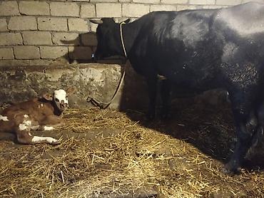 iney dana: Salam 2 ci balasını 6 gündü olub, Balası Simentaldan süni mayalanma — 2