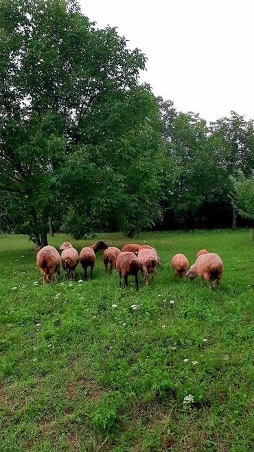 Bağ evlərinin satışı: Qəbələ, 170 kv. m, 6 otaqlı, Qaz, İşıq, Su — 4
