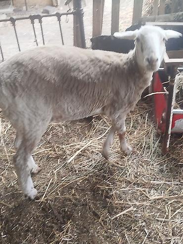 Баран, овца: Продаю | Овца (самка) | Для разведения | Матка — 9