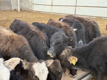 на ферме есть куры козлы и коровы: Продаю | Музоо, торпок | Ангус | На откорм | Племенные