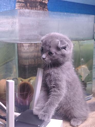 животные купить: Шотландские вислоухие котята (Scottish Fold) - Окрас: один голубой — 1
