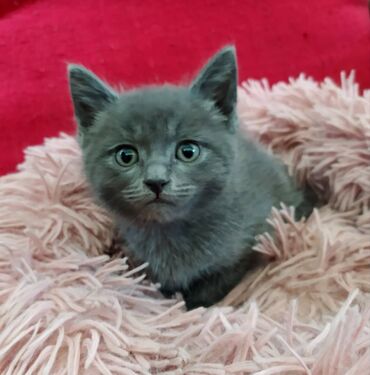 японская порода кошек: Скотиш Фолд (Шотландиялык шалпаң кулак), 2 айлык, Ургаачы, Боз, Аргын